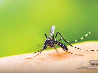 Minas-gerais-tem-140-mil-casos-prováveis-de-dengue-em-2019-14-morreram