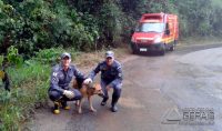 bombeiros-realizam-salvamento-de-cão