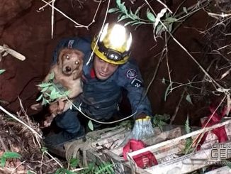 bombeiros-resgatam-cão-em-cisterna-de-congonhas-02