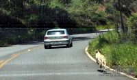 Flagrante de cão sendo abandonado pelo dono em uma rodovia.