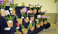 exposição-de-orquídeas-em-alfredo-vasconcelos