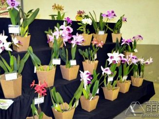 exposição-de-orquídeas-em-alfredo-vasconcelos-foto-januario-basílio
