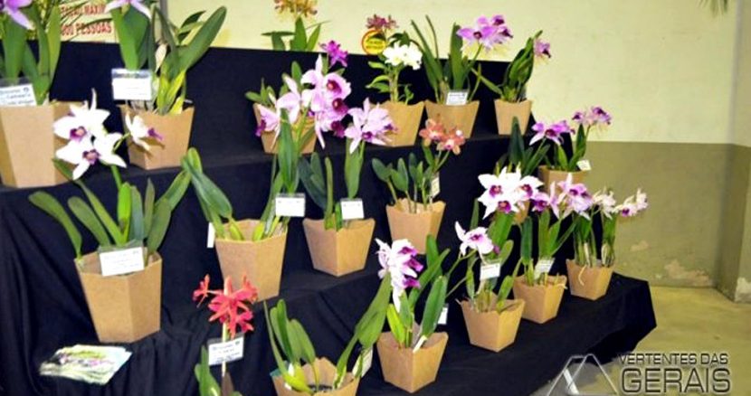 exposição-de-orquídeas-em-alfredo-vasconcelos-foto-januario-basílio