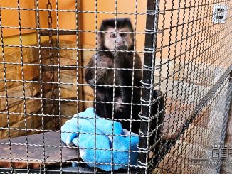 pcmg-resgata-macaco-em-situação-de-maus-tratos-em-congonhas-mg