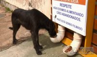 deia de restaurante para cães fez sucesso em Pouso Alegre (MG). (Foto: Reprodução/EPTV)