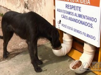 deia de restaurante para cães fez sucesso em Pouso Alegre (MG). (Foto: Reprodução/EPTV)