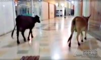 vacas-passeandoem-shopping-de-lavras